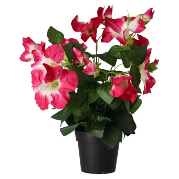 Hot O'malley Plant S Assorti