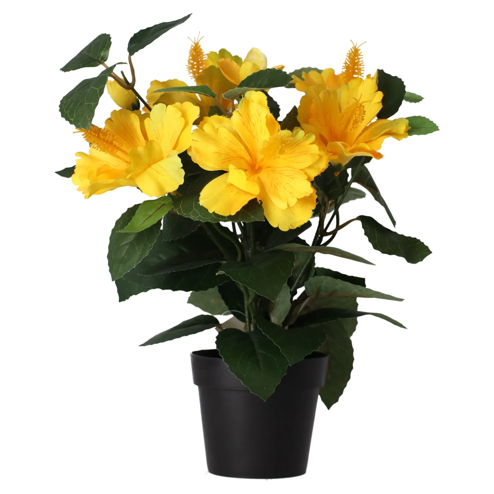 plant-t-4-assorti-FEGifmKV-0.webp Online O'malley Plant T 4 Assorti