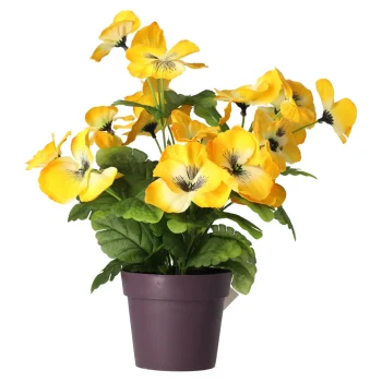 Sale O'malley Plant Viooltjes 4 Assorti