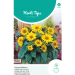 New Horti Tops Potzonnebloem Pacino