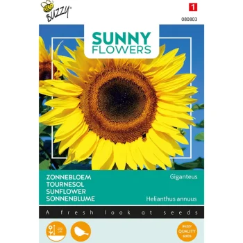 Outlet Buzzy Reuzezonnebloem Giganteus