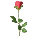roos-45-cm-rood-wGccKZeJ-0.webp