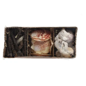 Best Natural Collections Schelpen 18 X 6 Cm 3 Assorti