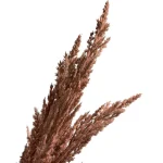 tak-pampasgras-bruin-82-cm-QsKrvPWs-0.webp