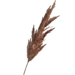 tak-pampasgras-bruin-82-cm-QsKrvPWs-0.webp