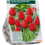 tulipa-apeldoorn-rood-darwin-p-KpAbviCs-0.webp
