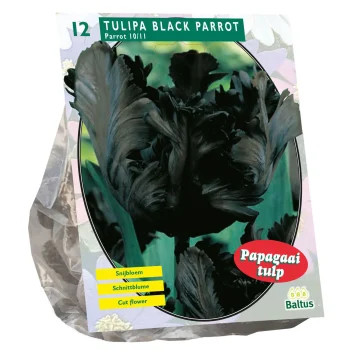 Clearance Baltus Tulipa Black Parrot Parkiet Per 12