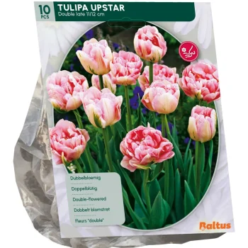 Hot Baltus Tulipa Dubbel Laat Upstar Per 10