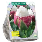 Clearance Baltus Tulipa Ice Cream Bloembollen Per 5