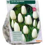 Outlet Baltus Tulipa Maureen Enkel Laat Per 10