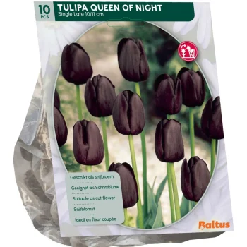 Clearance Baltus Tulipa Queen Of Night Enkel Laat Per 10