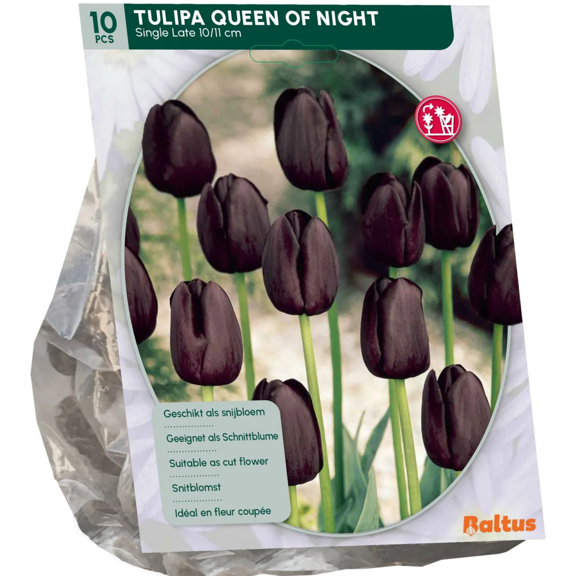 tulipa-queen-of-night-enkel-la-SCGHMKuh-0.webp Clearance Baltus Tulipa Queen Of Night Enkel Laat Per 10