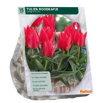 Sale Baltus Tulipa Roodkapje Greigii Per 15