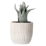 Outlet O'malley Vetplant Decoratie 8 Cm Diverse Uitvoeringen