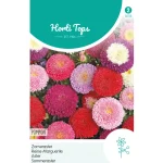 Fashion Horti Tops Zomeraster Pompon Mix