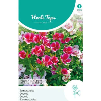 Clearance Horti Tops Zomerazalea Enkelbloemig Mix