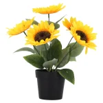 zonnebloem-in-pot-oMgjPwTO-0.webp