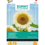 zonnebloem-white-sun-of-day-NJAlliUR-0.webp
